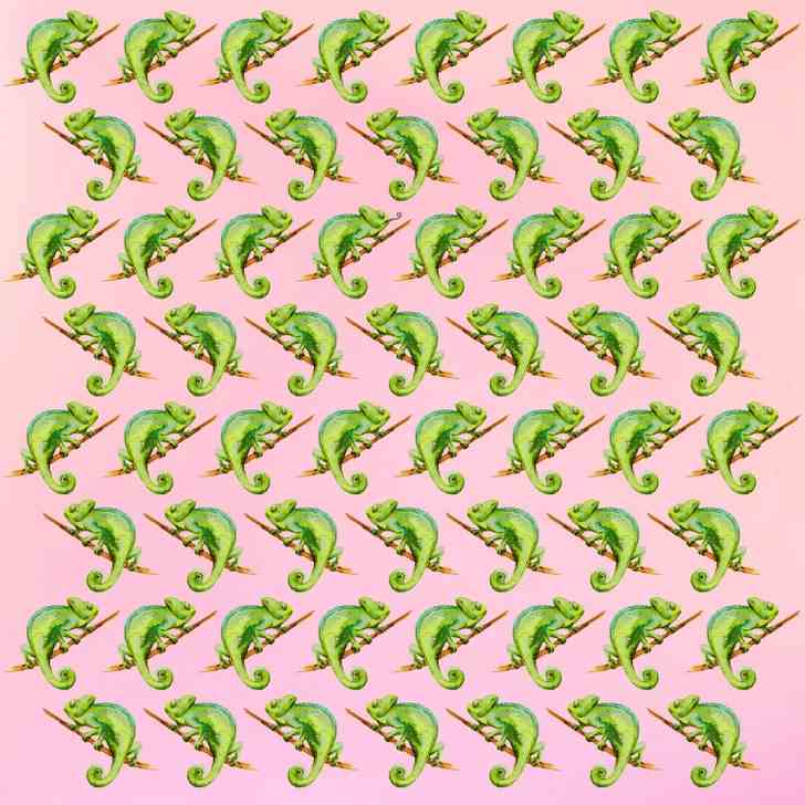 find the odd chameleon